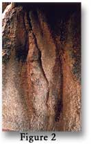 Figure 2 - Vulvaform petroglyph 2.4 m (8 feet) high